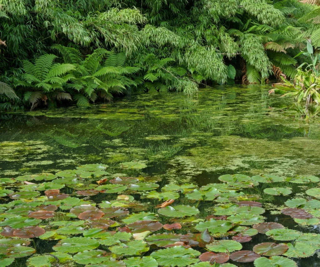 Why Did Claude Monet Make The Garden Paintings​