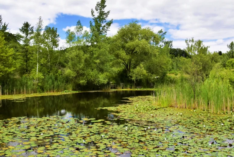 Why Did Claude Monet Make The Garden Paintings​