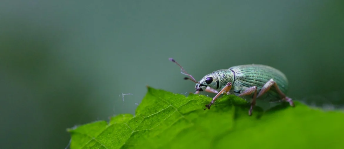 Asiatic Garden Beetle In Homes