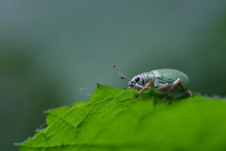 Asiatic Garden Beetle In Homes