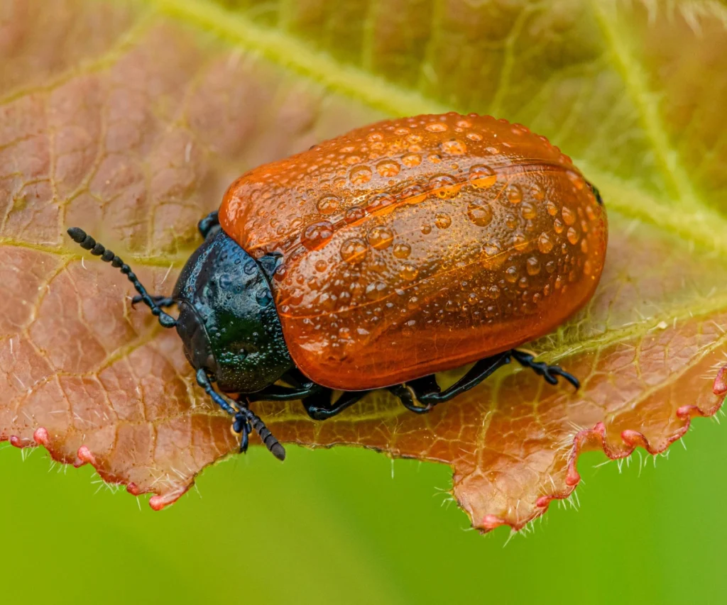 Asiatic Garden Beetle In Homes