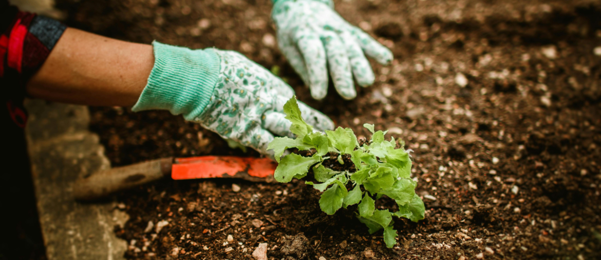 Fairview Gardens Education Farm