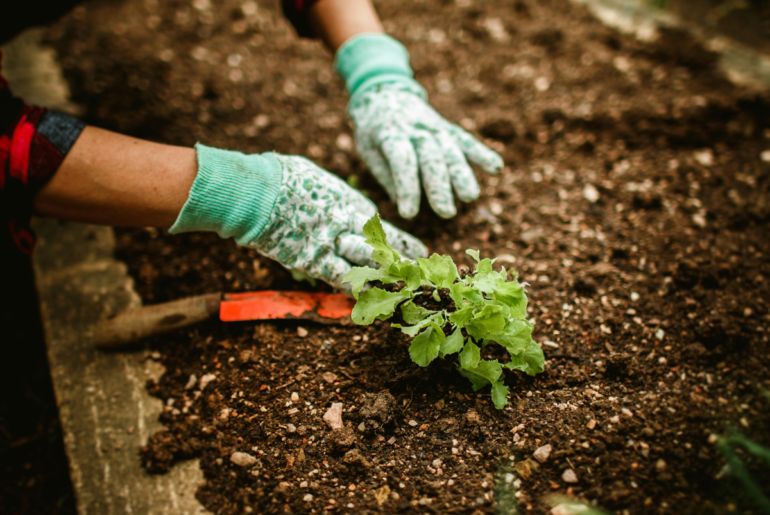 Fairview Gardens Education Farm